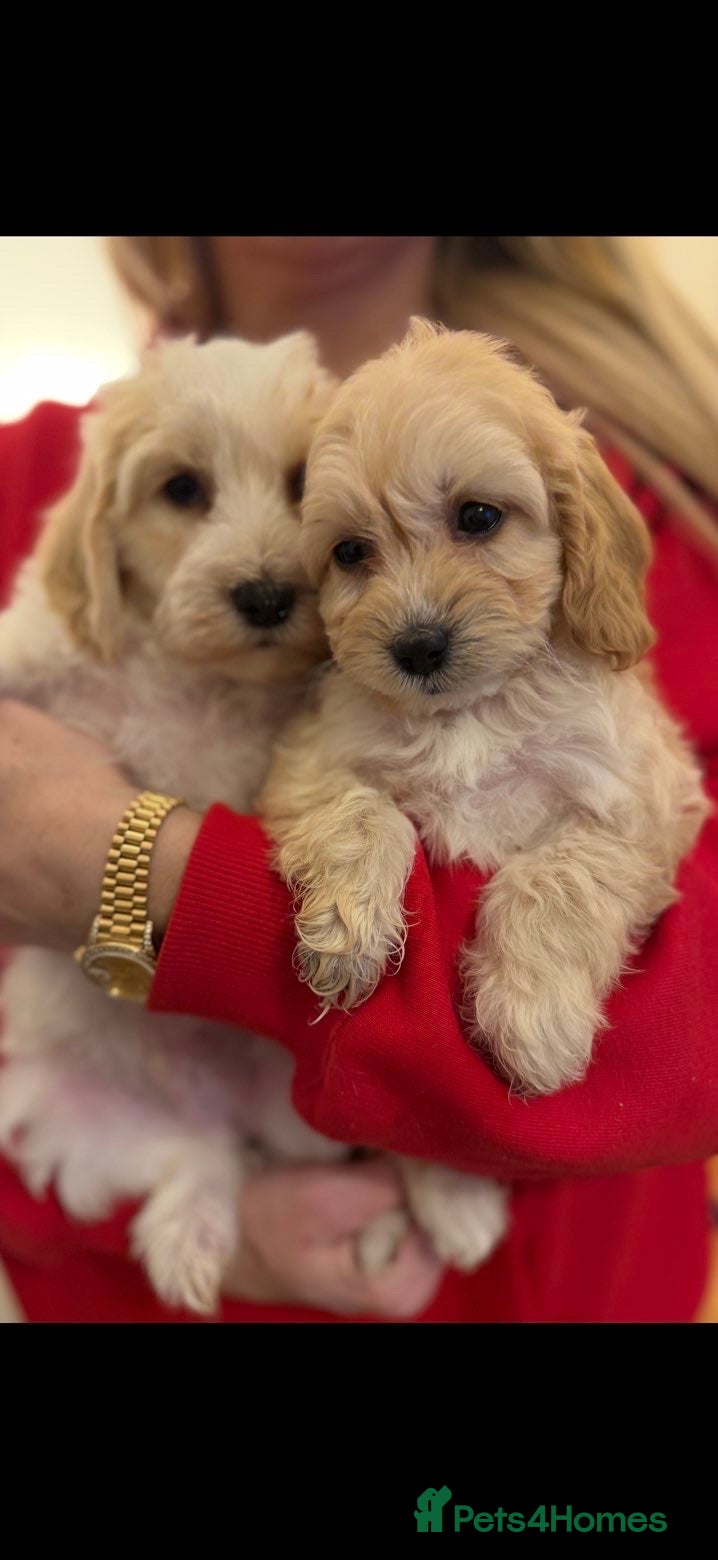 Cavapoo dogs Cavapoos boys and girls ❤️ - Advert 4