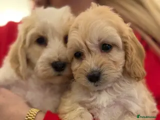 Cavapoo dogs Cavapoos boys and girls ❤️ - Advert 4