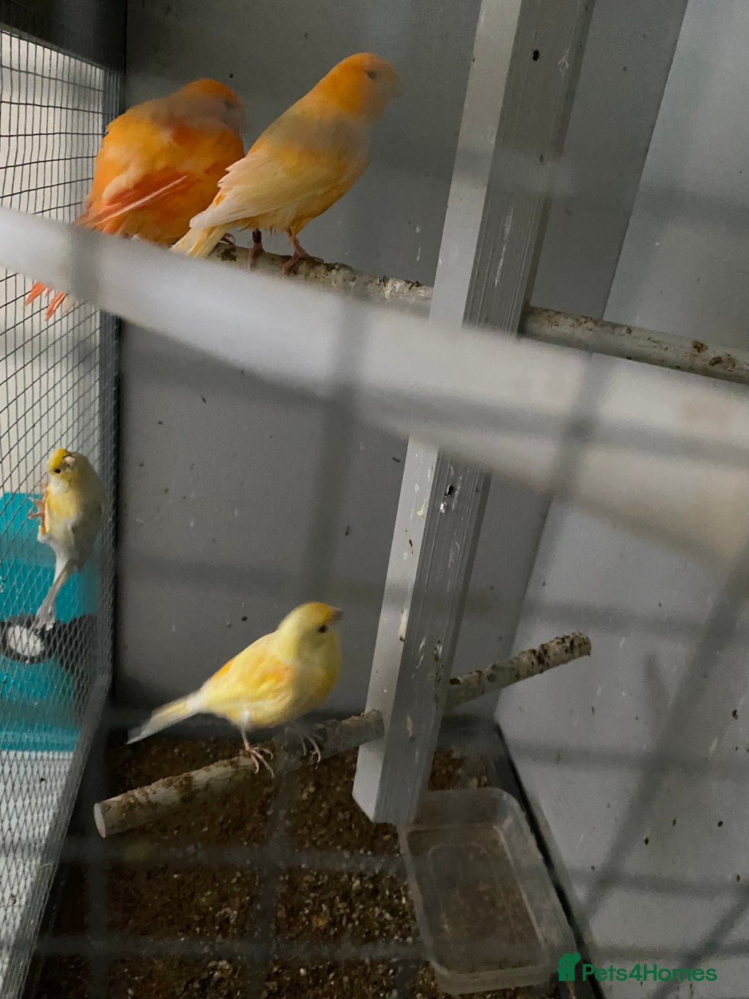 Canaries birds for sale: Red/yellow-white canaries  - Image 3