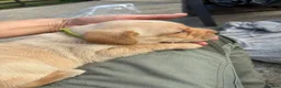 Labrador Retriever dogs for sale: Trainer raised Labrador Puppies  in Mexborough - Advert 9