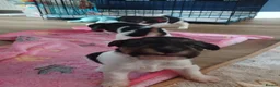 Fox Terrier dogs for sale: Beautiful wire fox terrier  - Advert 4