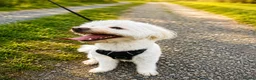 Maltese dogs for sale: Maltese - Advert 5