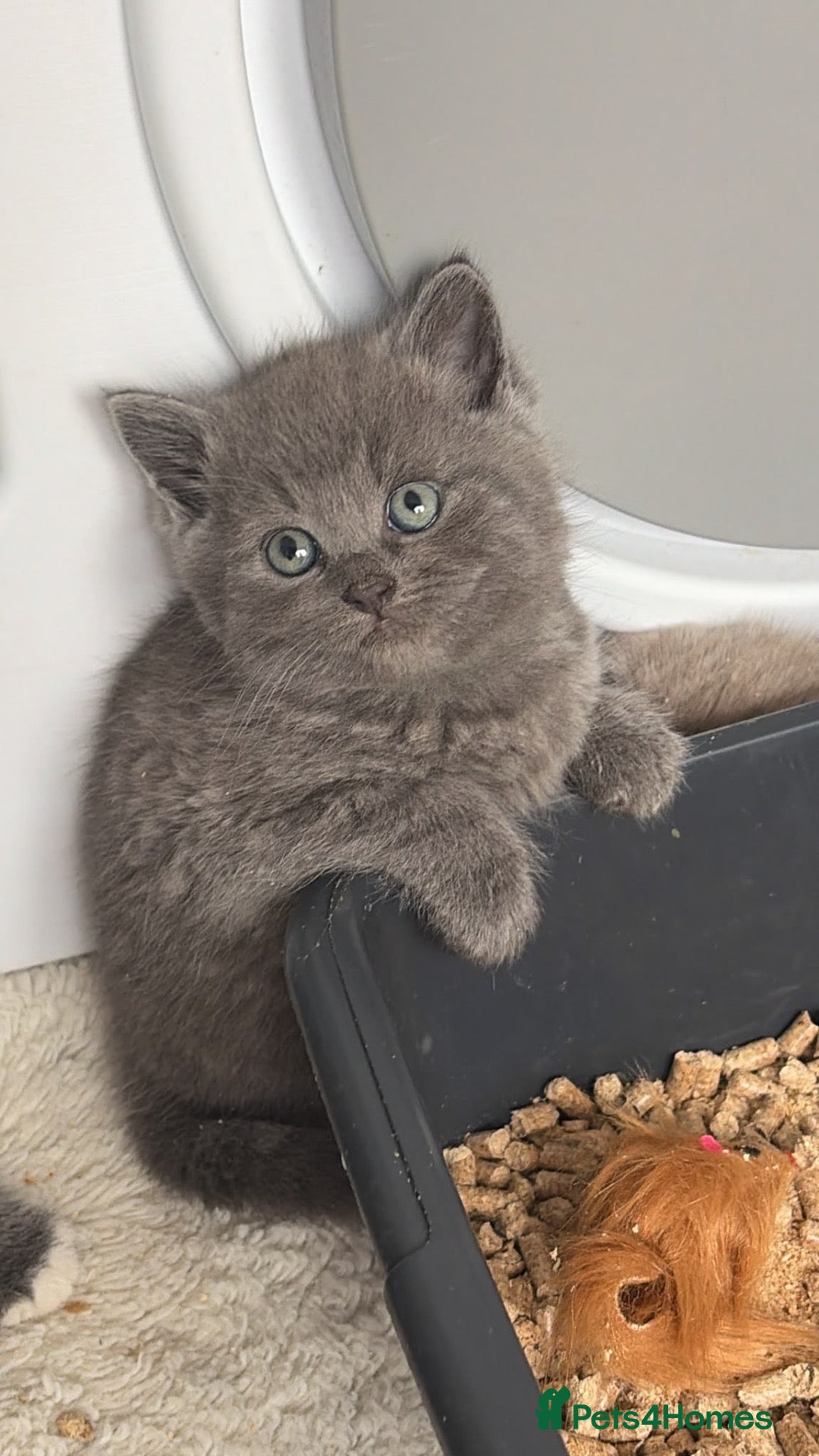 British Shorthair cats British shorthair kittens. - Advert 19