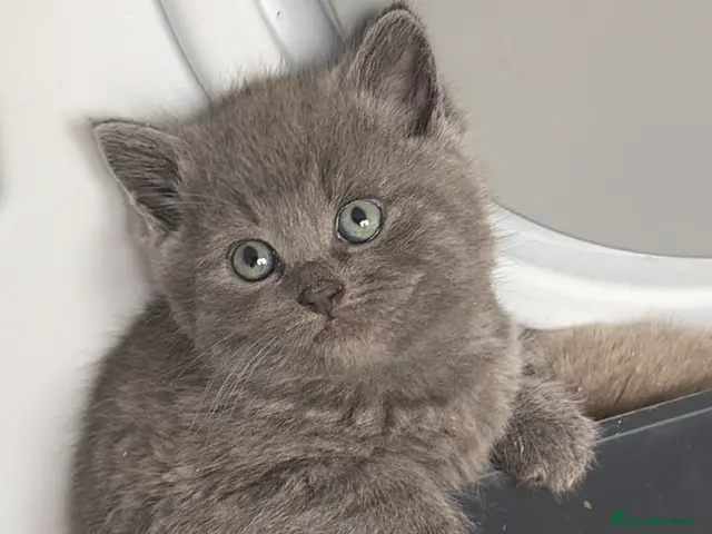 British Shorthair cats British shorthair kittens. - Advert 19