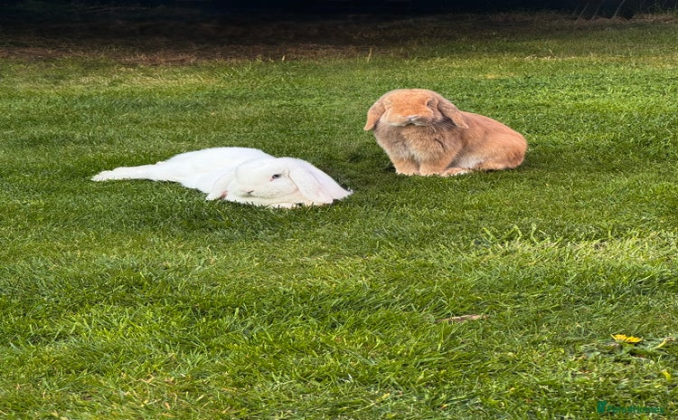 Mini Lop rabbits - Advert 2