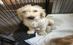 Labradoodle dogs for sale: Gorgeous labradoodle puppy  - Image 4