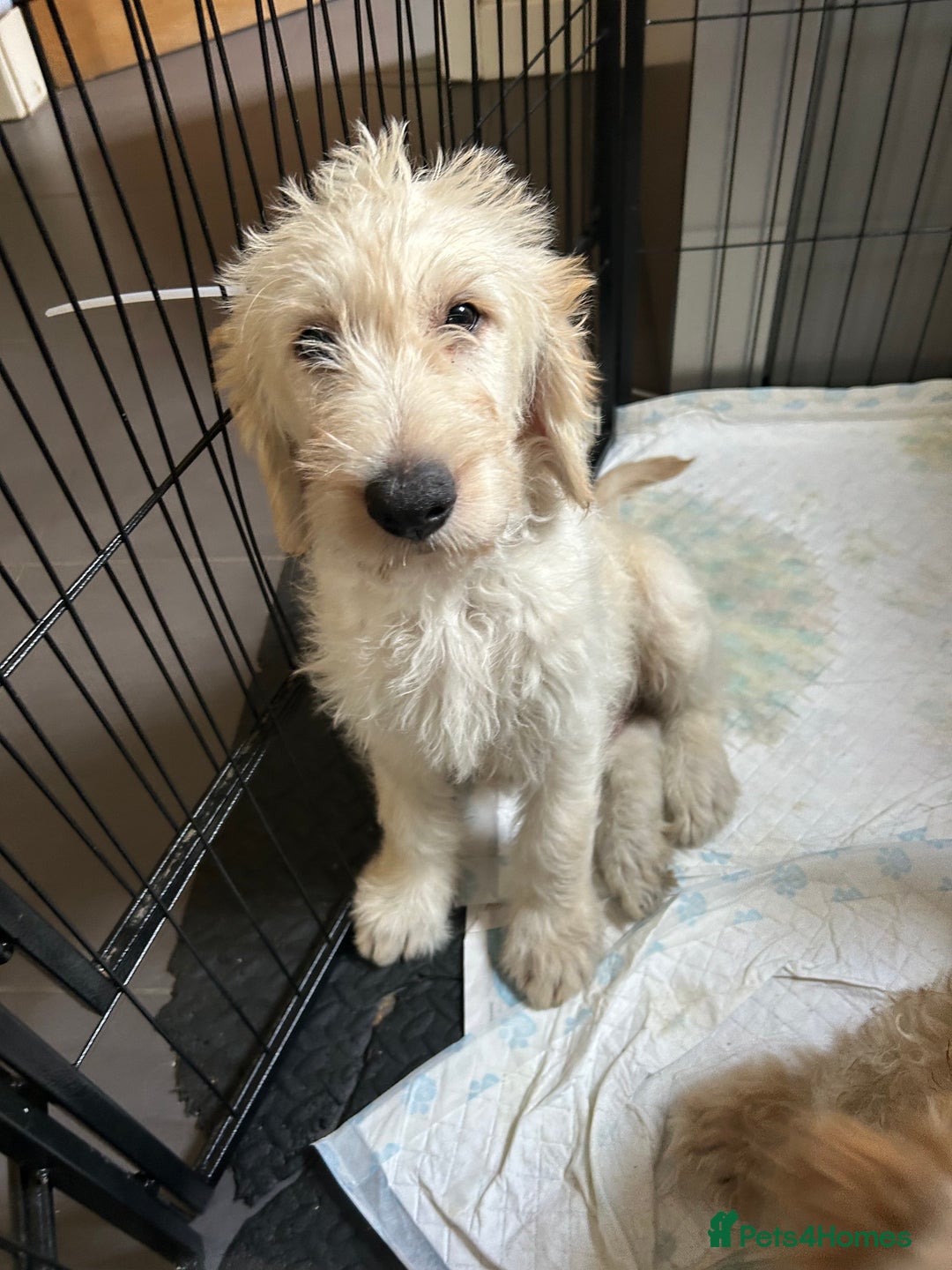 Labradoodle dogs for sale: Gorgeous labradoodle puppy  - Image 4