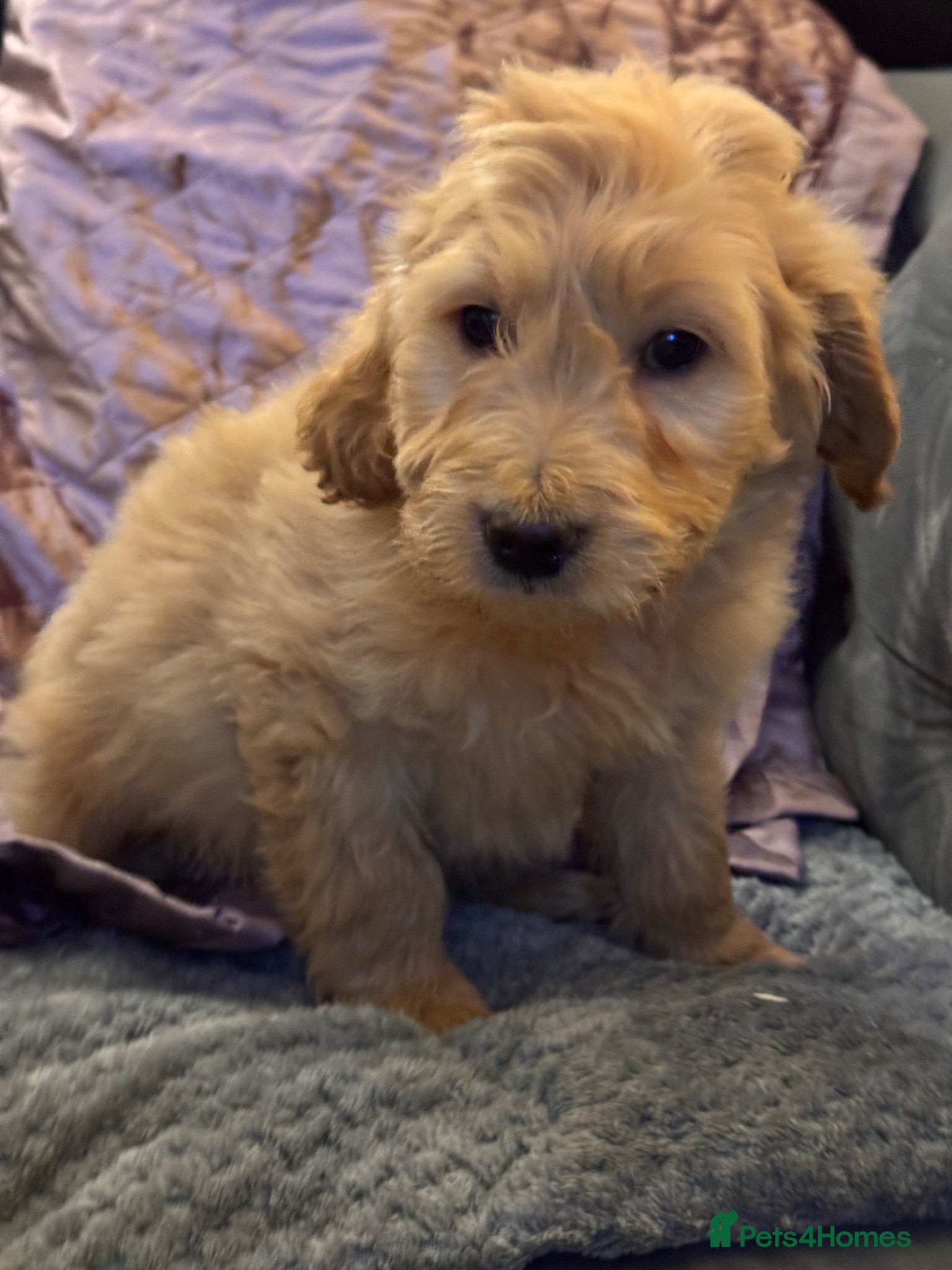 Goldendoodle dogs Stunning Goldendoodle puppies  LAST PUP  - Advert 4