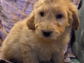 Goldendoodle dogs Stunning Goldendoodle puppies LAST PUP - Advert 4