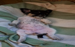 Mixed Breed dogs for sale: Pug puppies for sale  - Image 4