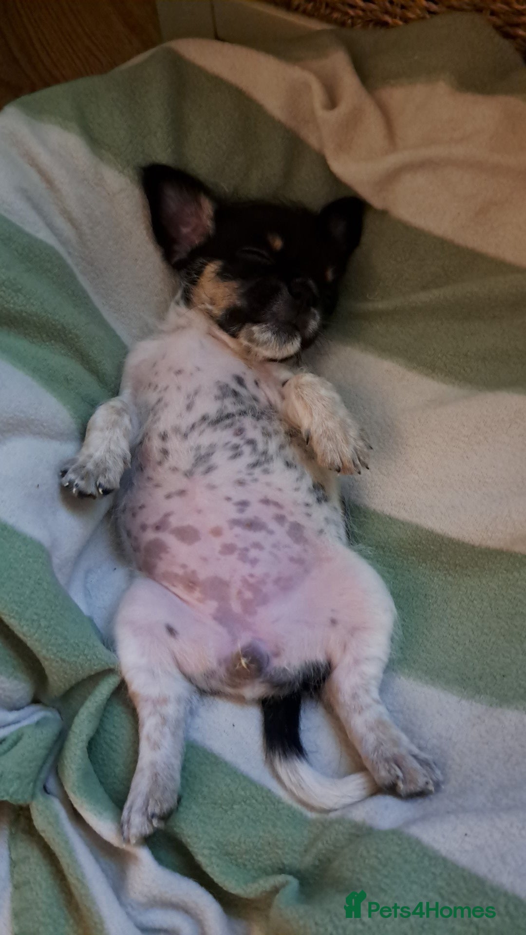 Mixed Breed dogs for sale: Pug puppies for sale  - Image 4