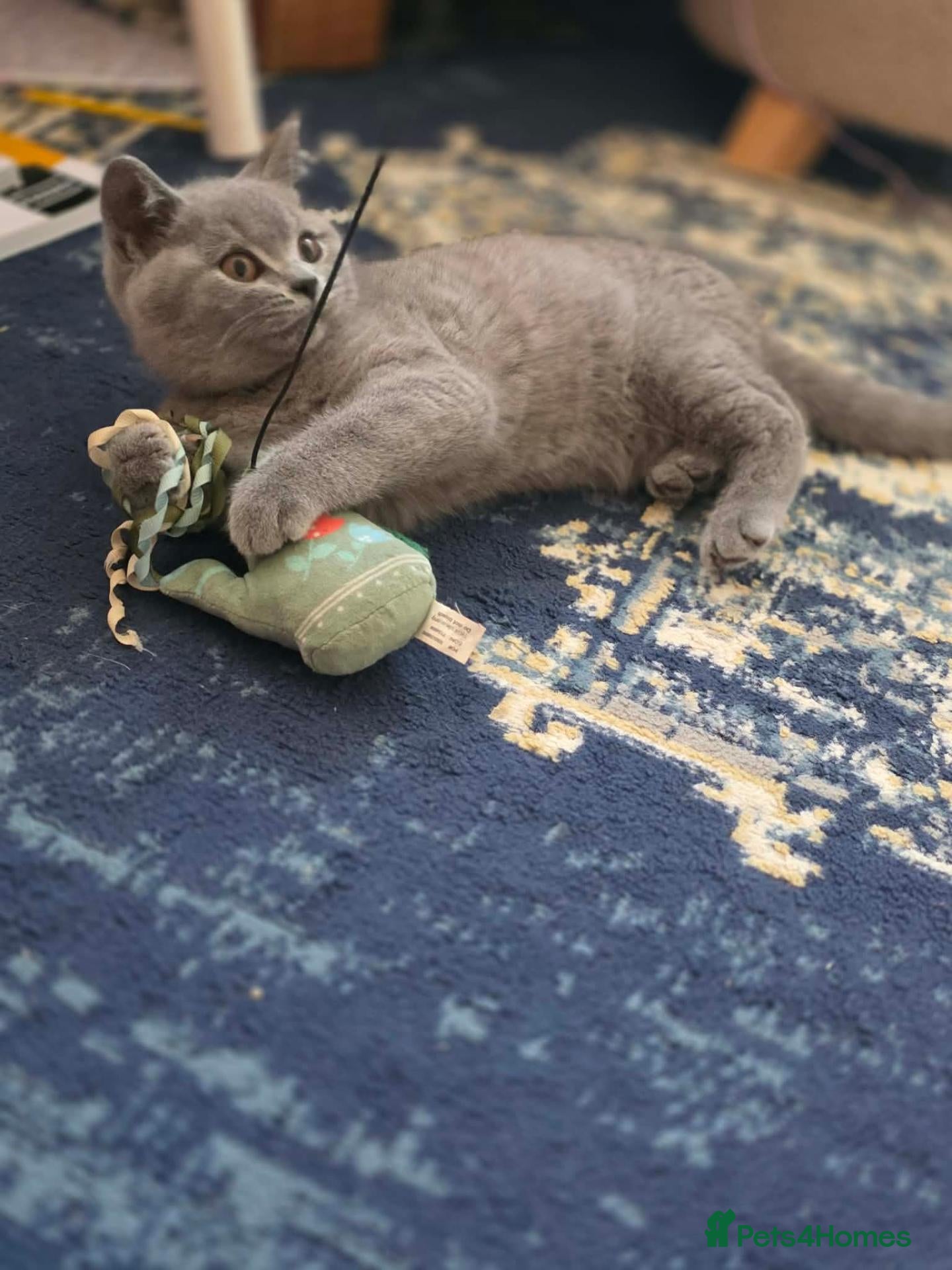 British Shorthair cats Beautiful British Shorthair kittens  - Advert 11