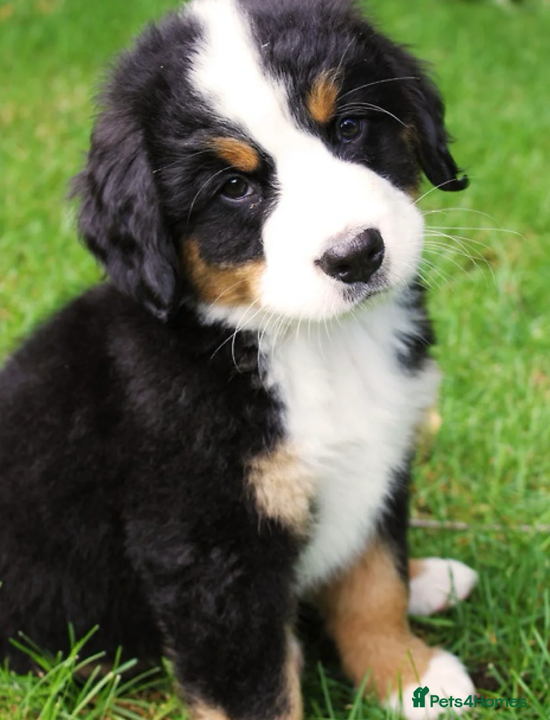 Bernese Mountain Dog dogs for sale: 2 Active Bloodline Bernese Mountain Dog Puppies in Glasgow - Advert 2