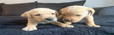 Labrador Retriever 2