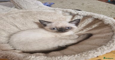 British Shorthair cats - Advert 5