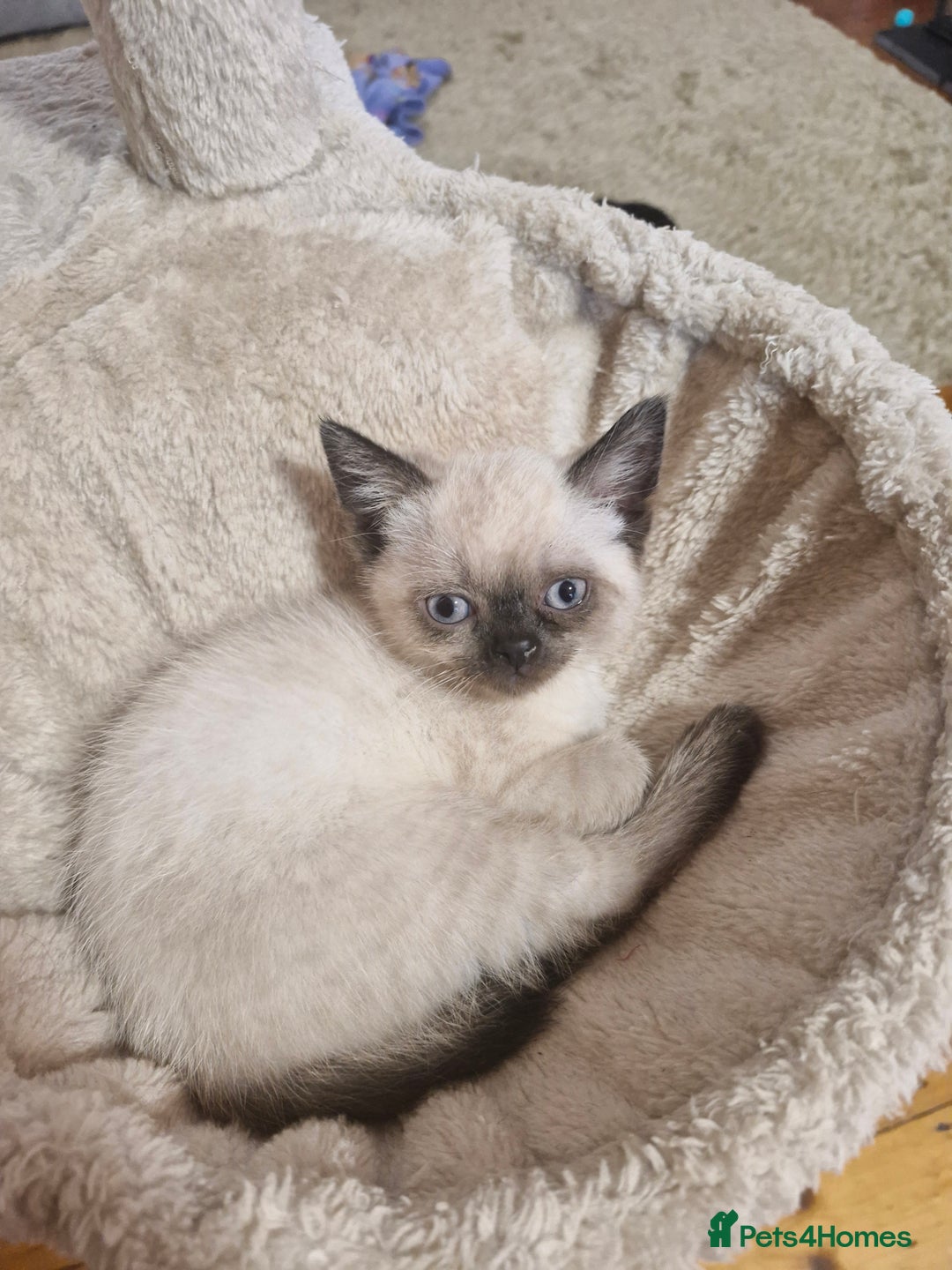 British Shorthair cats for sale: British short hair baby boys - Image 2