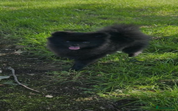 Pomeranian dogs for sale: Milo, a bundle of fluff - Advert 3