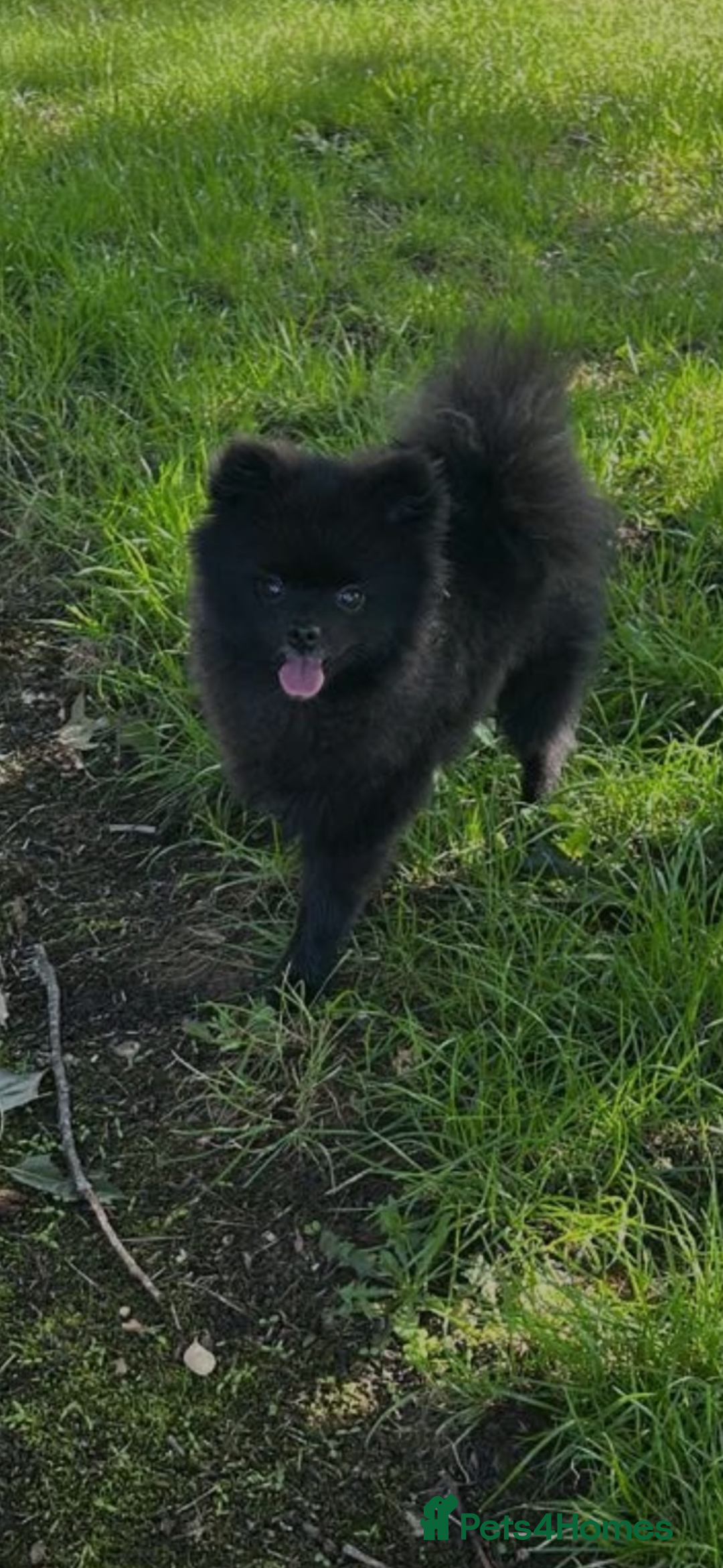 Pomeranian dogs for sale: Milo, a bundle of fluff - Advert 3
