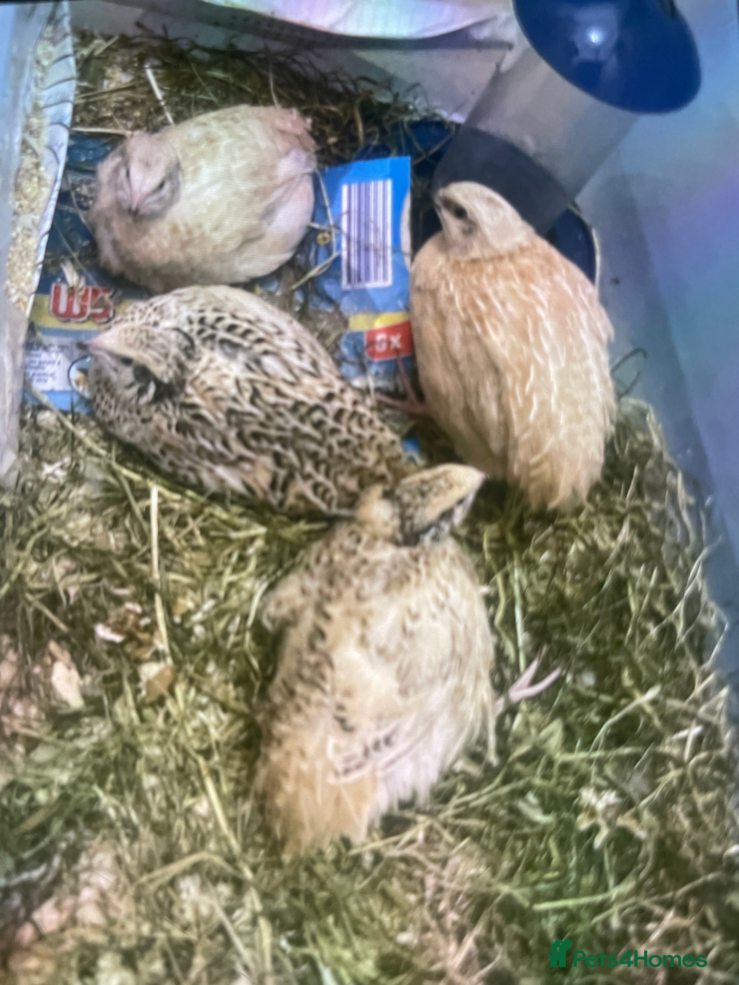 Quail poultry Quail chicks 4 for £55 one for £15 - Advert 1