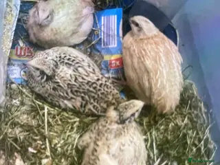 Quail poultry Quail chicks 4 for £55 one for £15 - Advert 9