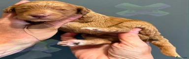 Cockapoo 6