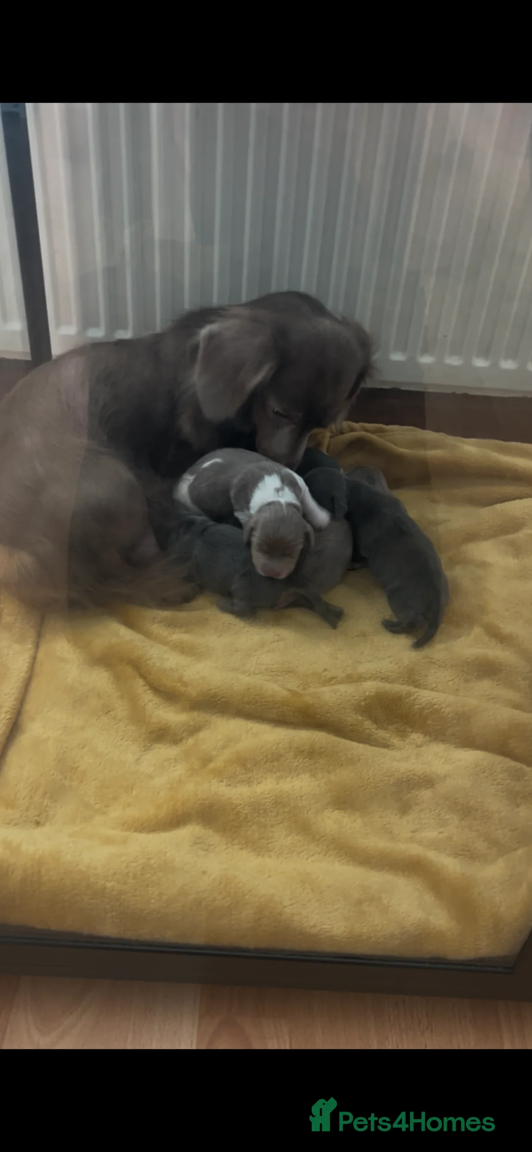 Dachshund dogs for sale: 3 kc Miniature daschunds Puppys  - Advert 2
