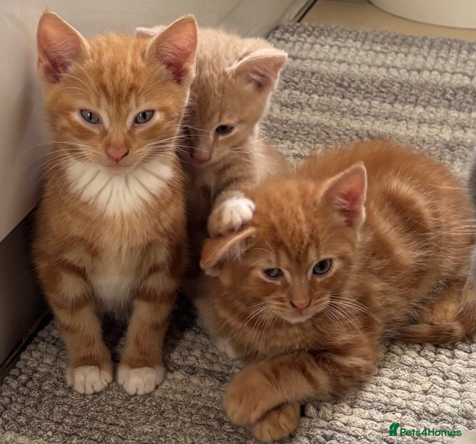 Mixed Breed cats Kittens for Sale  - Advert 8