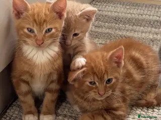 Mixed Breed cats Kittens for Sale - Advert 8