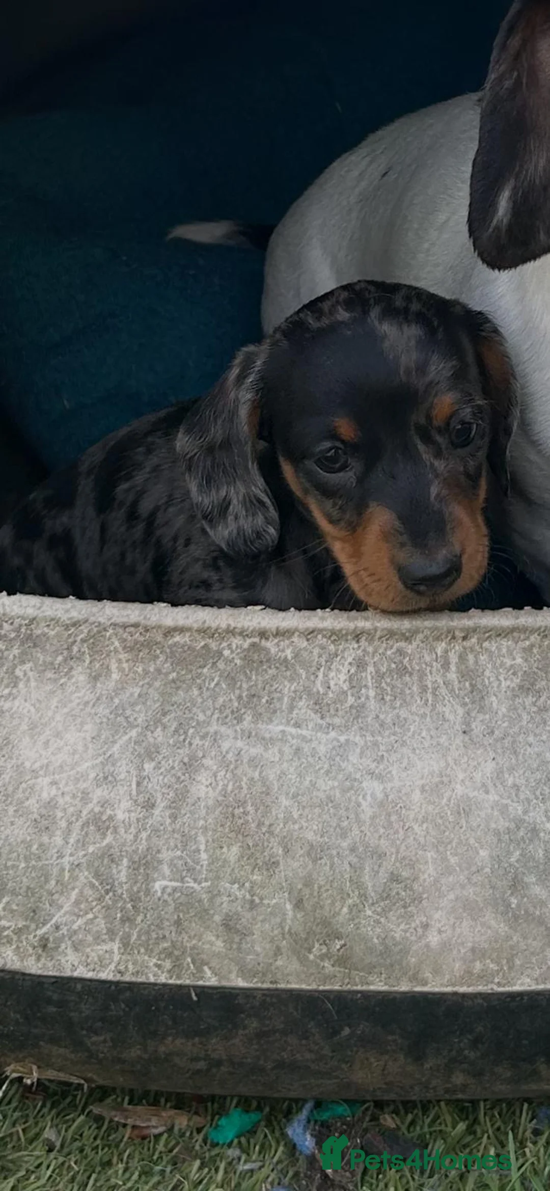 Miniature Dachshund dogs for sale: Mini dachshund puppy for sale !  - Advert 2
