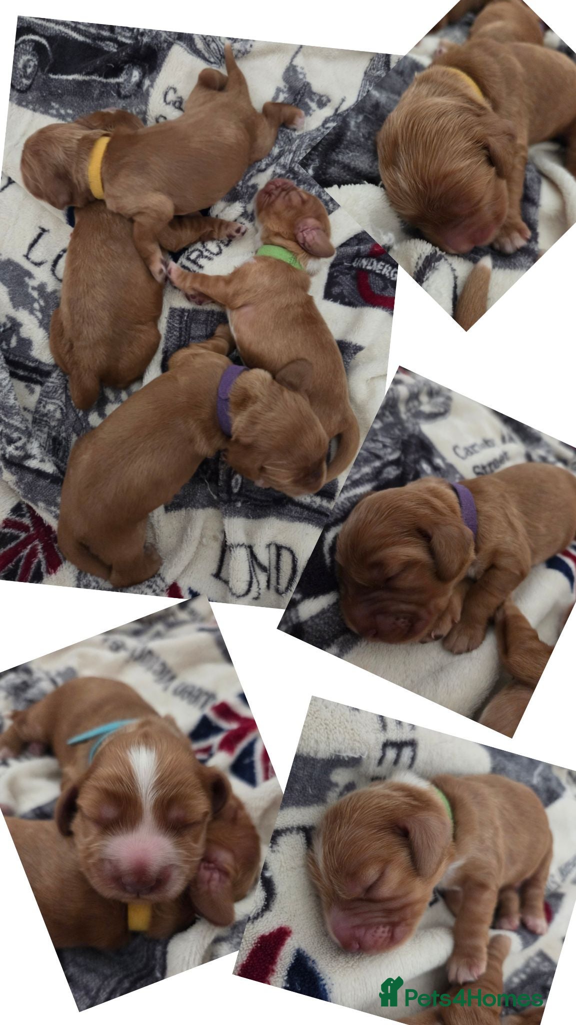 Cocker Spaniel dogs RKC SHOW COCKER SPANIEL PUPPIES EXTENSIVELY HEALTH - Advert 1