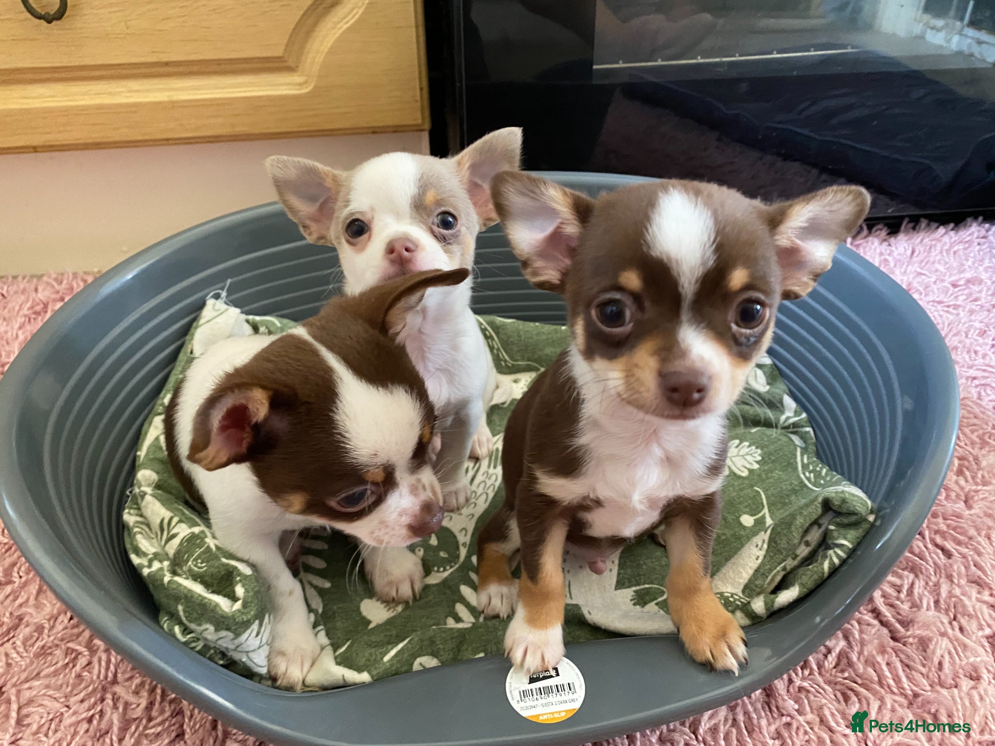 Chihuahua dogs for sale: chihuahua puppies for sale  - Advert 2