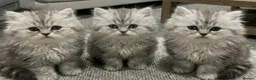 Persian cats for sale: Persian chinchilla kittens  - Advert 5