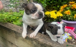 Boston Terrier dogs for sale: BOSTON TERRIER PUPS in Moffat - Image 5