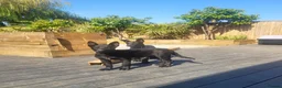 Belgian Shepherd Dog dogs for sale: Belgian Malinois in Goole - Advert 2