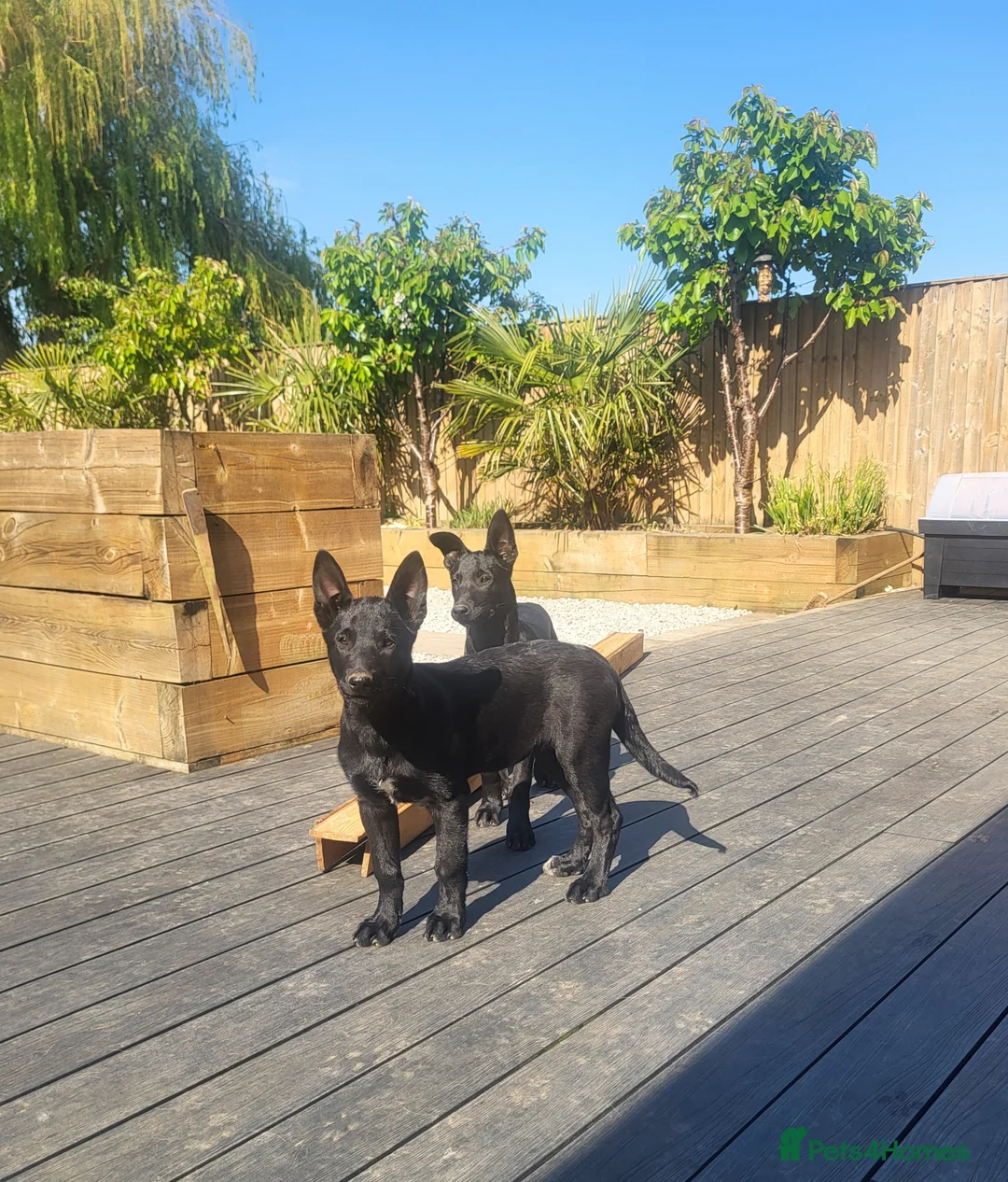 Belgian Shepherd Dog dogs for sale: Belgian Malinois in Goole - Advert 2