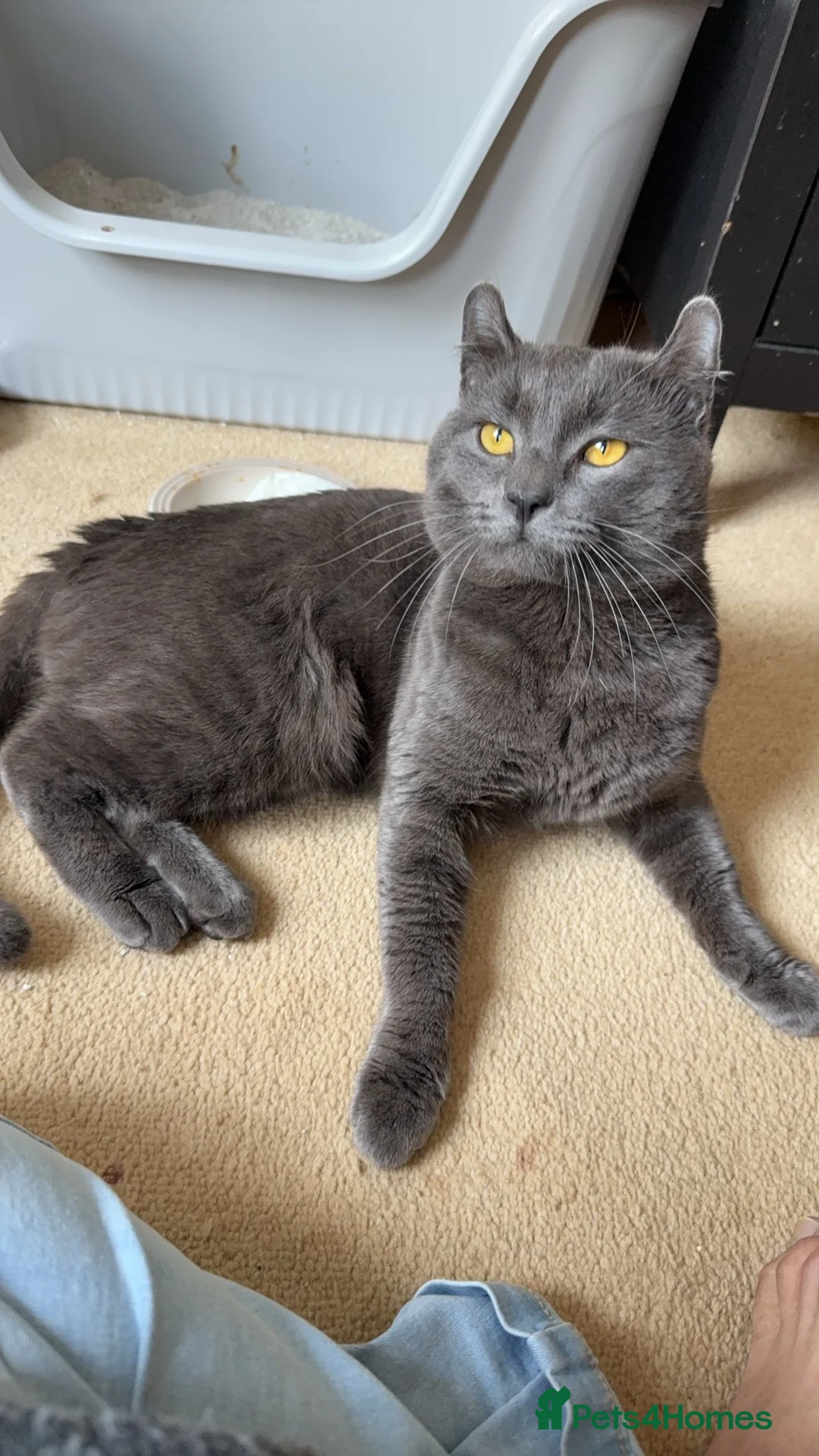 American Curl cats for sale: america curl max - Advert 2