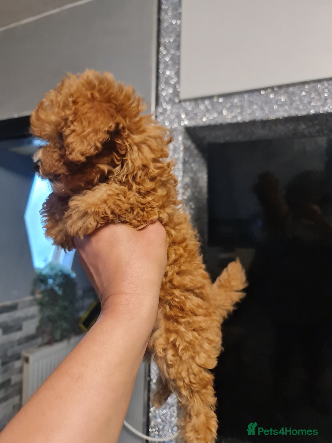Toy Poodle dogs for sale: Tiny kc Russian background toy poodle poppies  - Image 39