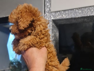 Toy Poodle dogs - Advert 11