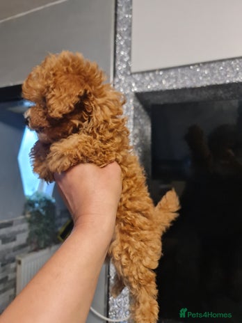 Toy Poodle dogs - Advert 10