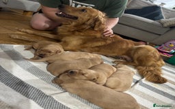 Golden Retriever dogs for sale: KC Registered Golden Retriever Puppies  - Image 12