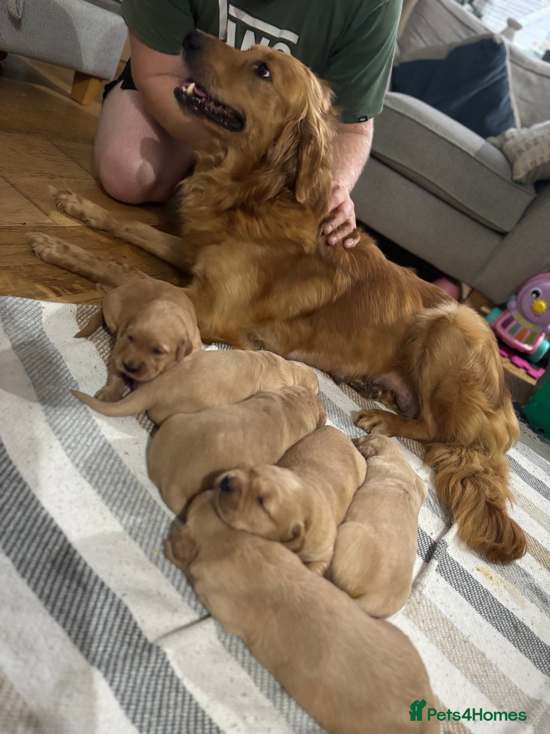 Golden Retriever dogs for sale: KC Registered Golden Retriever Puppies  - Image 12