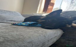 German Shepherd dogs for sale: Pan-The-Cake - Image 1