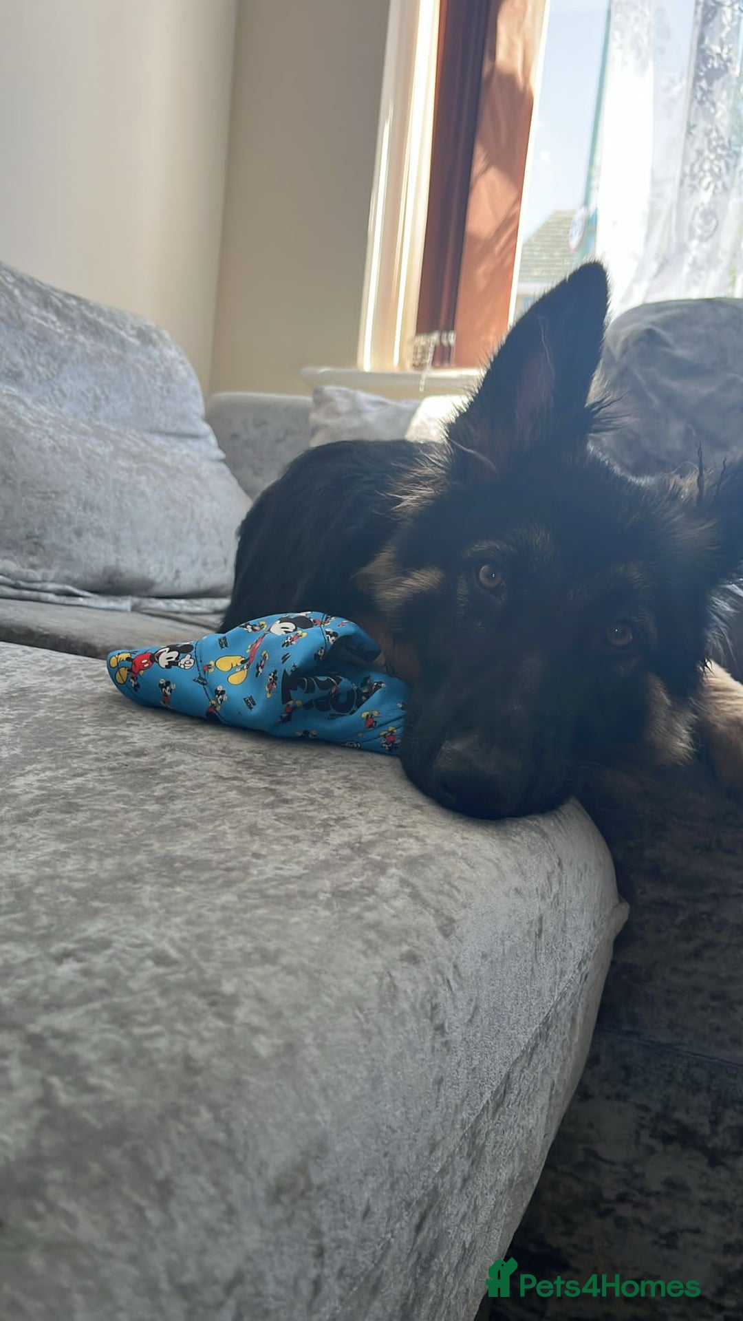 German Shepherd dogs for sale: Pan-The-Cake - Image 1