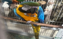 Macaws birds for sale: Macaw for sale - Image 4