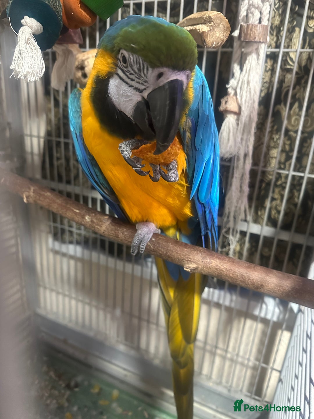 Macaws birds for sale: Macaw for sale - Image 4