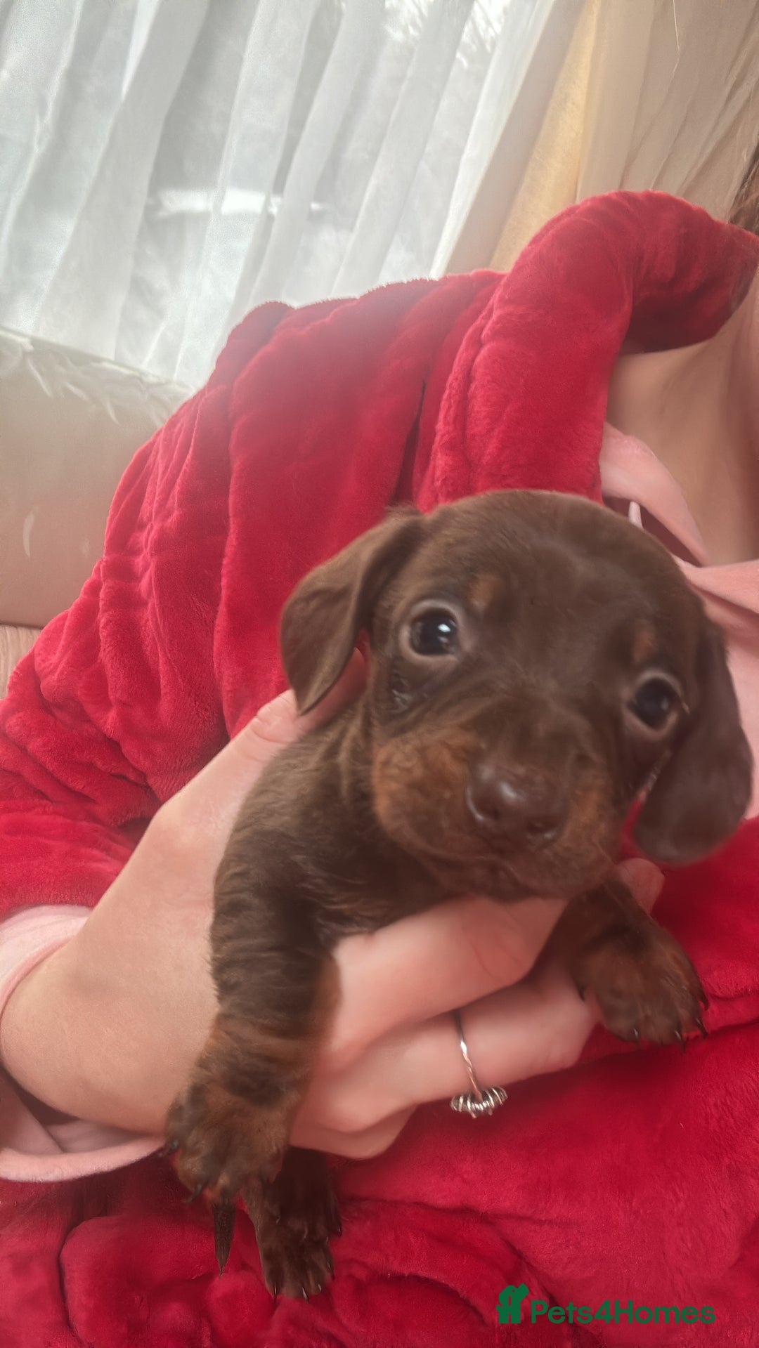 Dachshund dogs for sale: Dachshund puppies  - Advert 4