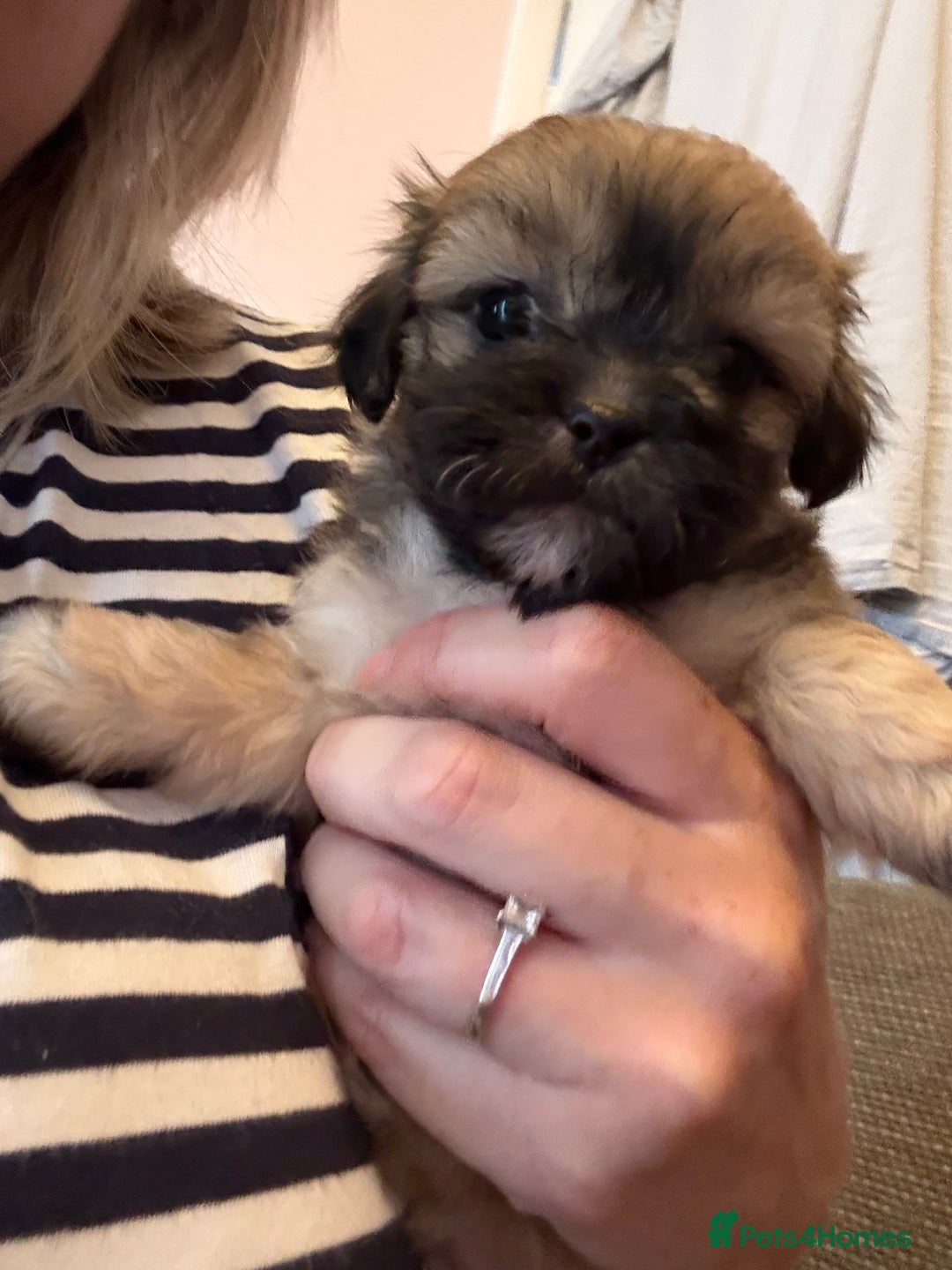 Mixed Breed dogs for sale: Peke’a’tease  - Image 18