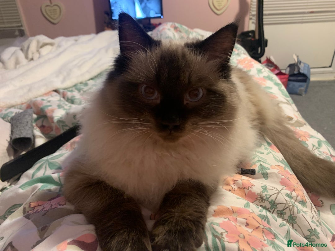 Ragdoll cats for sale: Ragdoll kittens  - Image 37