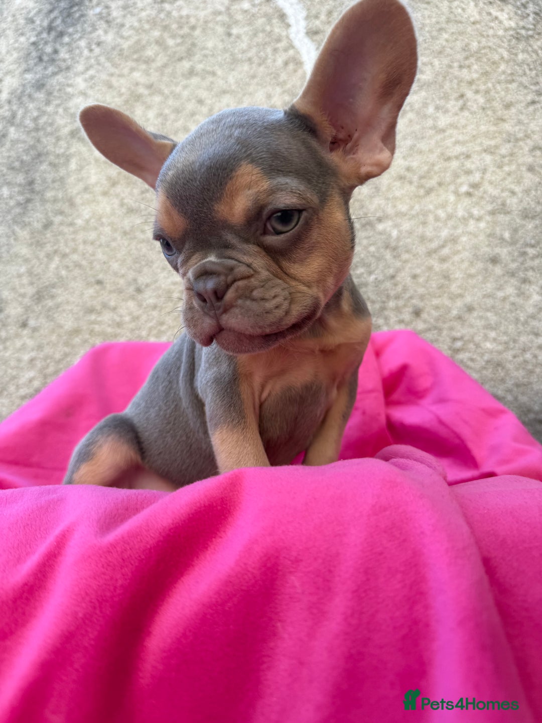 French Bulldog dogs for sale: 🔥READY TODAY Quality KC French Bulldog Puppies✨🔥 - Image 18