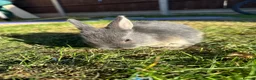Mixed Breed rabbits for sale: Beautiful Dwarfs lops (Ready to go)  - Advert 2